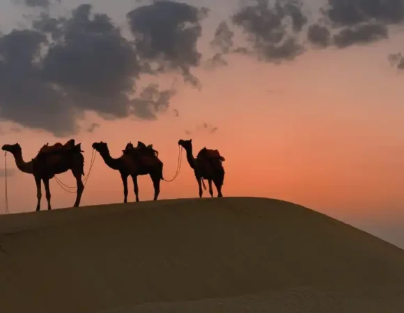 Dubai Sunset Camel Trekking With BBQ Dinner