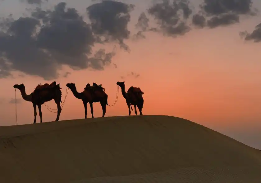 Dubai Sunset Camel Trekking With BBQ Dinner